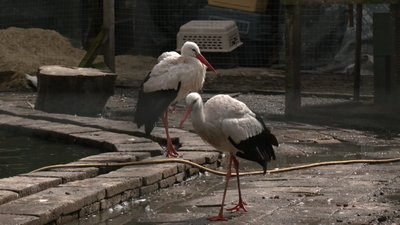 Лелеки у відкритому вольєрі у "Домівці врятованих тварин" Лелеки у відкритому вольєрі у "Домівці врятованих тварин"