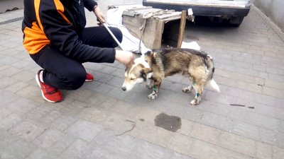 Завтра слідчі Хмельниччини оприлюднять результати експертизи огляду пса Барсіка