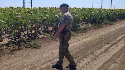 На Херсонщині прикордонники знайшли поле конопель На Херсонщині прикордонники знайшли поле конопель