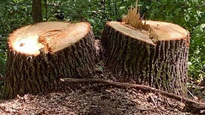 Пиляли ліс: у лісгоспі на Харківщині затримали двох чоловіків Пиляли ліс: у лісгоспі на Харківщині затримали двох чоловіків