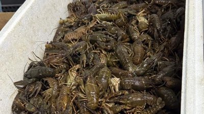 Раки, продаж, порушення, Дніпропетровщина
