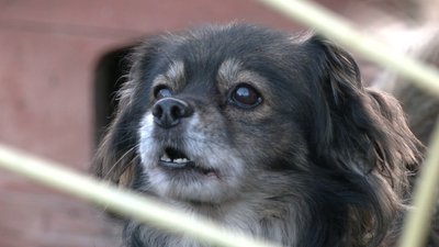 Сказ на Рівненщині