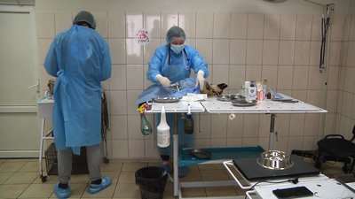 У Житомирі безоплатно стерилізують безпритульних тварин, а також тварин, яких утримують переселенці У Житомирі безоплатно стерилізують безпритульних тварин, а також тварин, яких утримують переселенці