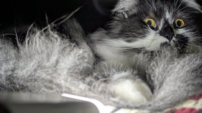 Кіт поруч із ліхтариком