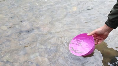 У річку Тересва на Закарпатті випустили 2,4 тисячі мальків лосося У річку Тересва на Закарпатті випустили 2,4 тисячі мальків лосося