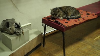 Про пухнастих прихильників культури у Чернігові. СУСПІЛЬНЕ | МУЗЕЇ Про пухнастих прихильників культури у Чернігові. СУСПІЛЬНЕ | МУЗЕЇ