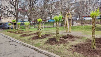 На Кіровоградщині висадили алею декоративних верб з плетеним стовбуром