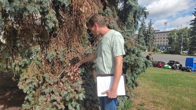 Чому у центрі луцька всихають ялини: висновок фітопатолога зі столиці