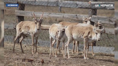На Чернігівщині вперше за багато століть народилося сайгаченя На Чернігівщині вперше за багато століть народилося сайгаченя