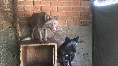 Вінничанка облаштувала зоопарк вдома