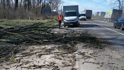 На Тернопільщині вітер повалив на дороги понад два десятки дерев