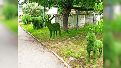 Олень, собака і ведмідь. У Світловодську відкрили алею топіарних фігур Олень, собака і ведмідь. У Світловодську відкрили алею топіарних фігур
