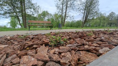 Кілька днів тому в саду висадили кущі троянди