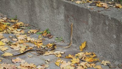 Змія у парку "Високий замок"
