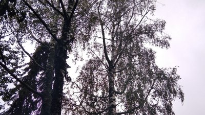 У Тернополі на намет впало дерево і травмувало жінку