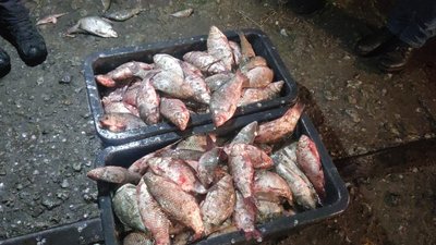 На Запоріжжі відкрили кримінальне провадження щодо незаконного вилову риби