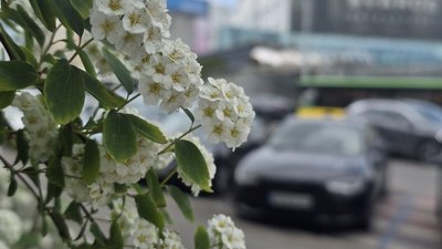 Квіти у Вінниці