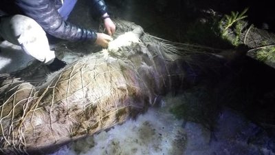 Прикарпатські надзвичайники витягли оленя з крижаної води Прикарпатські надзвичайники витягли оленя з крижаної води