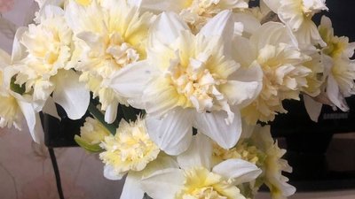 На Тернопільщині жінка вирощує 70 сортів нарцисів На Тернопільщині жінка вирощує 70 сортів нарцисів