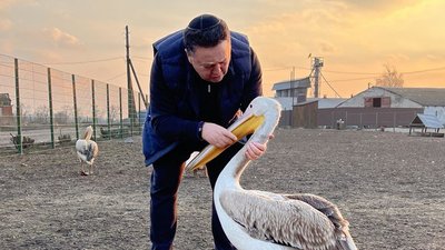 Один з чотирьох вцілілих: до екопарку у Харкові повернувся пелікан