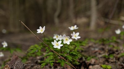 Квіти вздовж річки Черемош Квіти вздовж річки Черемош