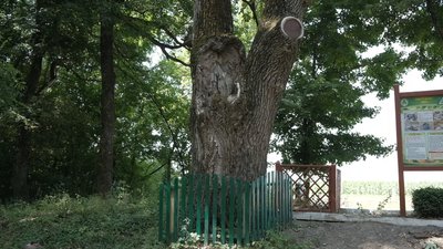 На Вінниччині лісівники рятують 250-річне дерево