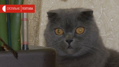 Кіт, що проживає разом з єнотами