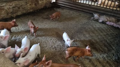"Будемо тут до останнього": як працюють у фермерському господарстві в селі Зарічне, в яке торік влучила російська ракета "Будемо тут до останнього": як працюють у фермерському господарстві в селі Зарічне, в яке торік влучила російська ракета
