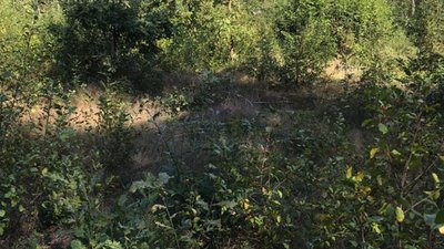 На Волині викрили схему продажу деревини на 17 мільйонів гривень На Волині викрили схему продажу деревини на 17 мільйонів гривень