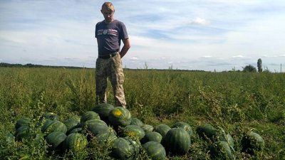 Волинські кавуни: де і як вирощують