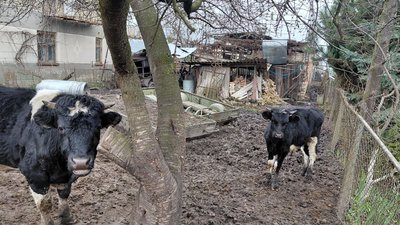 Корови у Красному