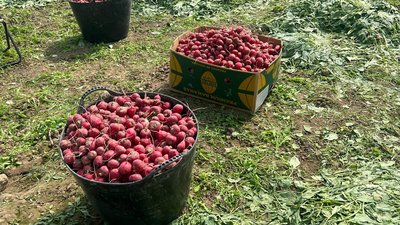 Будуть вирощувати огірки, томати, перець та редиску: вінничанин за грантові гроші звів парник Будуть вирощувати огірки, томати, перець та редиску: вінничанин за грантові гроші звів парник