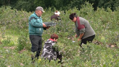 Робота на фермерському господарстві родини Омельченків