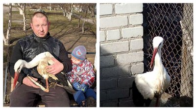 З’їдає півтора кілограми риби щодня. Сім’я з Кіровоградщини прихистила лелеку з протезом