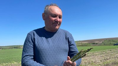 спаржа вирощування спаржа вирощування