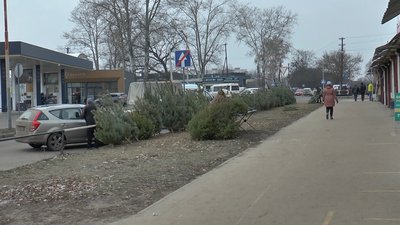 Продаж ялинок на вулиці Продаж ялинок на вулиці