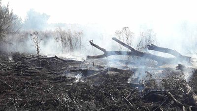 За добу в Миколаївській області рятувальники загасили вогонь на 12-ти гектарах