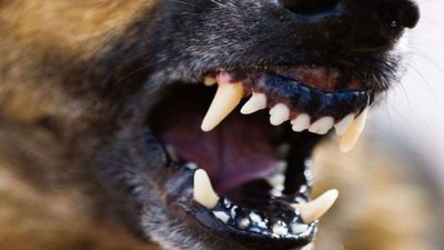 Суд конфіскує собаку у жителя Краматорська, яка покусала людину