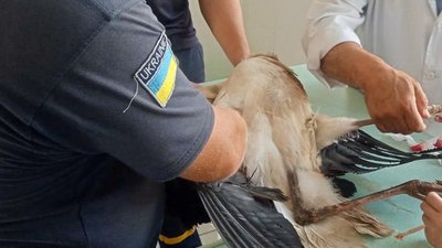 Лелеці ветеринари надають допомогу