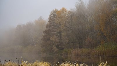 Погода у Черкасах 14 листопада буде туманною