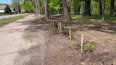 Висадили туї замість паркану у Новгороді-Сіверському на Чернігівщині