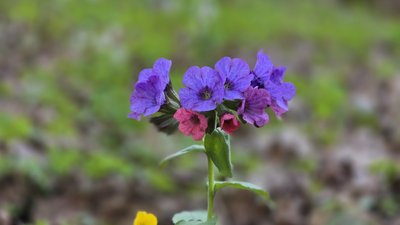 Дзвіночки у лісі