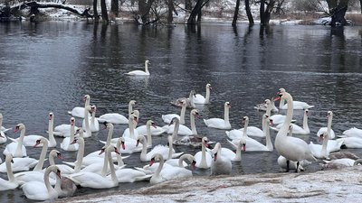 "Хліб для них — отрута". На Львівщині поблизу Червонограда загинуло чотири лебеді "Хліб для них — отрута". На Львівщині поблизу Червонограда загинуло чотири лебеді