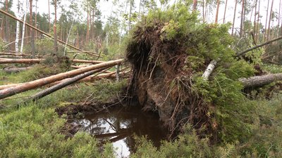 Буревій в лісі Рівне
