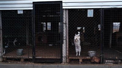 Використовують сіно та палети. У Чернівцях у центрі стерилізації утеплюють вольєри для собак