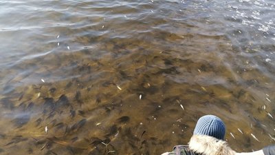 Зарибнили Інгул. У Кропивницькому в річку випустили 300 кілограмів малька Зарибнили Інгул. У Кропивницькому в річку випустили 300 кілограмів малька