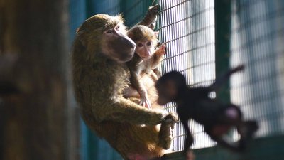 У харківському екопарку показали новонароджених мавпенят У харківському екопарку показали новонароджених мавпенят