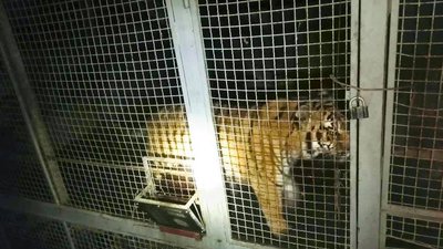 Трьох з шести тигрів, знайдених у Києві, забрали до харківського екопарку