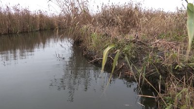 Як вигляд мають рівненські плавні, де можуть створити заказник місцевого значення Як вигляд мають рівненські плавні, де можуть створити заказник місцевого значення