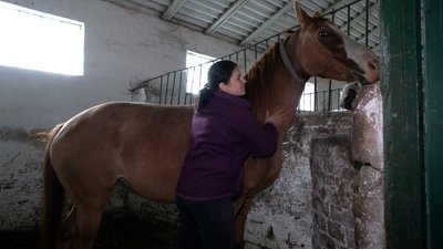 На Рівненщину евакуйовують коней. Хто та як ними опікується На Рівненщину евакуйовують коней. Хто та як ними опікується